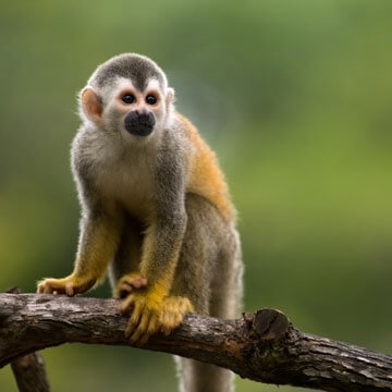 Costa rica squirrel monkey