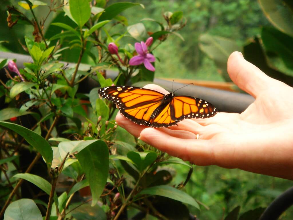 Monarch butterfly