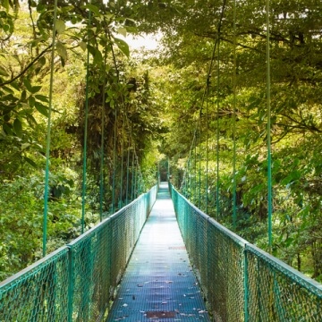 BRIDGE IN JUNGLE