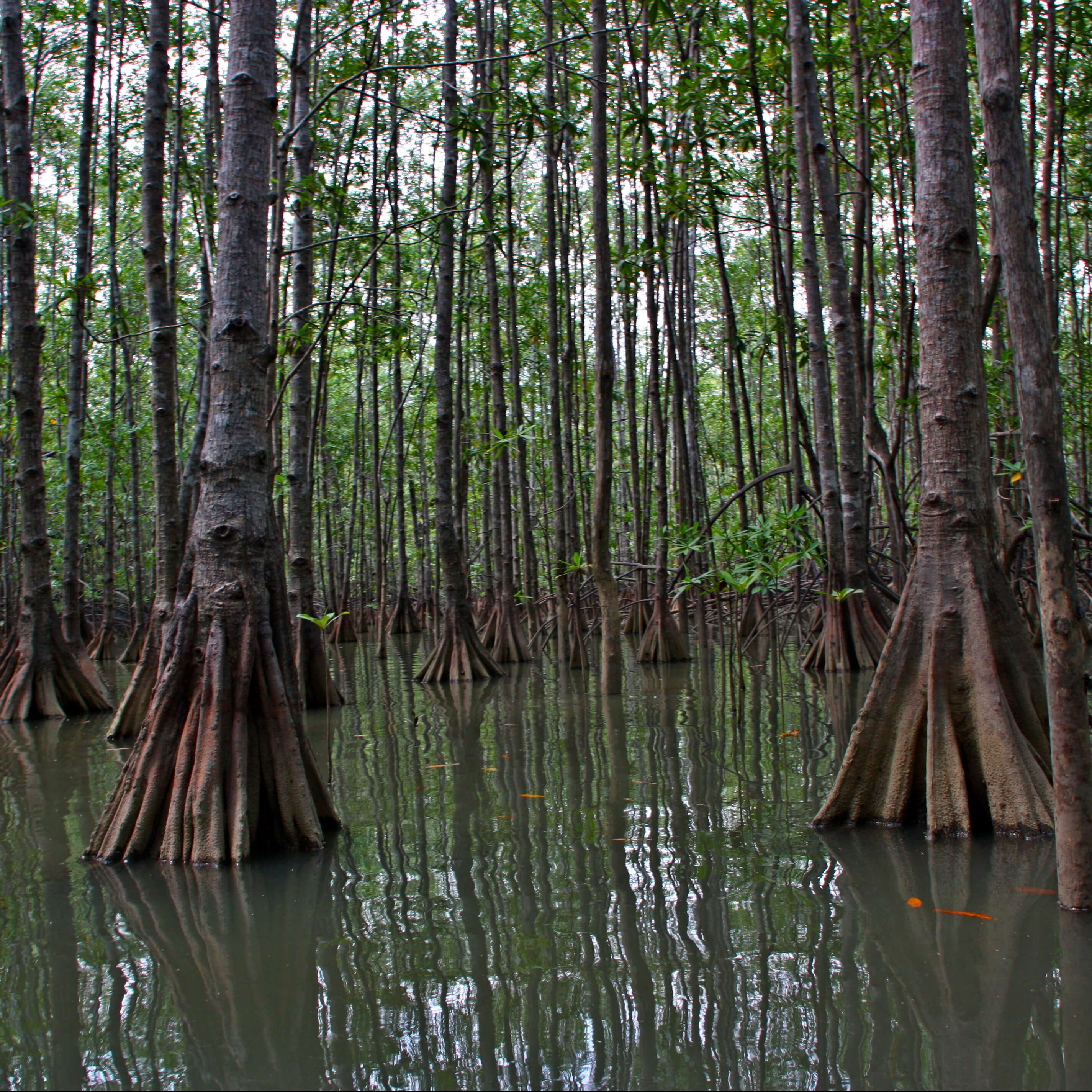 Mangrove in Isla de Damas